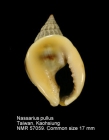 Nassarius pullus