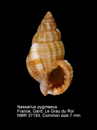 Nassarius pygmaeus