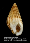 Nassarius reticulatus