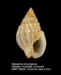 Nassarius sinusigerus