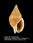 Nassarius siquijorensis