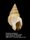 Nassarius speciosus