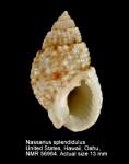 Nassarius splendidulus