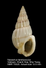 Nassarius teretiusculus