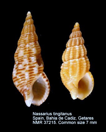 Nassarius tingitanus