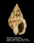 Nassarius unifasciatus