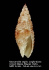 Neocancilla papilio langfordiana