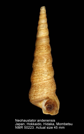 Neohaustator andenensis