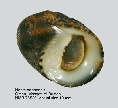 Nerita adenensis