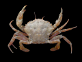 Crustacea (crustaceans)