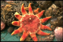 Common sun star - Crossaster papposus (Linnaeus, 1767)