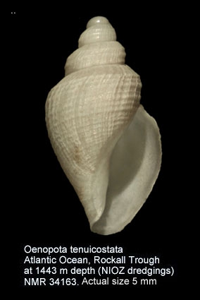 Oenopota tenuicostata