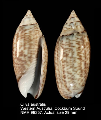 Oliva australis