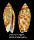 Oliva buelowi phuketensis