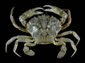 Crustacea (crustaceans)