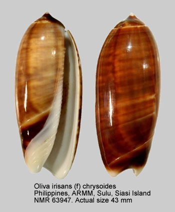 Oliva irisans