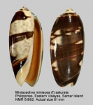 Miniaceoliva miniacea