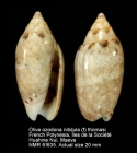 Oliva ozodona nitidula