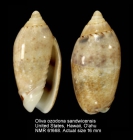 Oliva ozodona sandwicensis