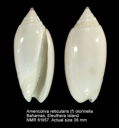 Americoliva reticularis