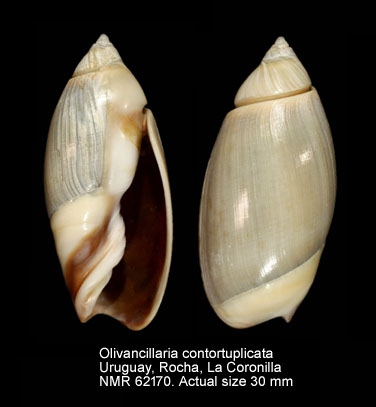 Olivancillaria contortuplicata