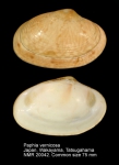 Paphia vernicosa
