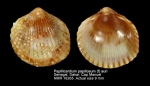 Papillicardium papillosum