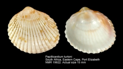 Papillicardium turtoni