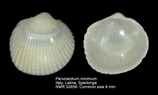 Papillicardium minimum