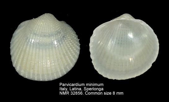 Parvicardium minimum
