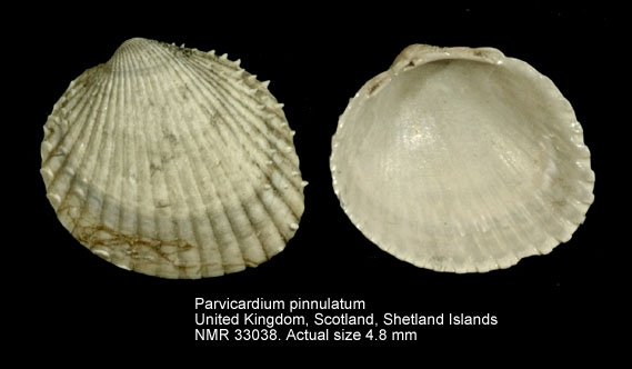 Parvicardium pinnulatum