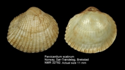 Parvicardium scabrum