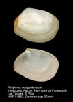 Periplomatidae
