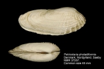 Petricolaria pholadiformis
