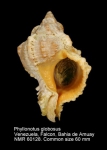 Phyllonotus globosus