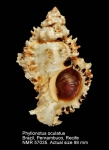 Phyllonotus oculatus