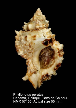 Phyllonotus peratus