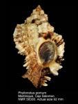 Phyllonotus pomum