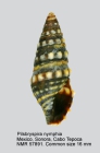 Pilsbryspira nymphia