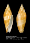 Pleioptygma helenae