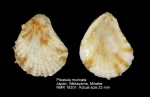 Plicatula muricata
