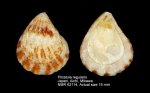 Plicatulidae