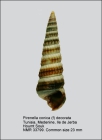 Pirenella conica