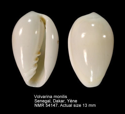 Volvarina monilis