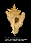 Pterochelus acanthopterus