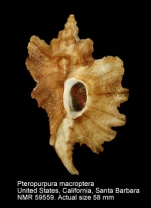 Pteropurpura macroptera