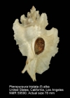 Pteropurpura trialata