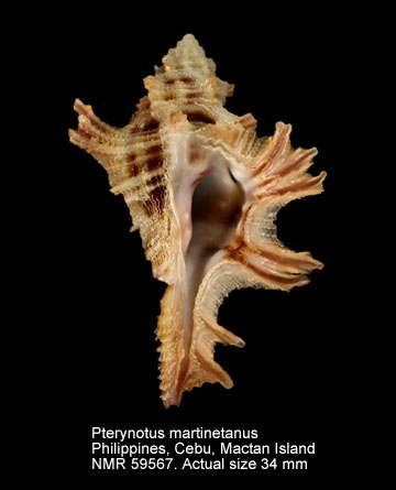 Pterynotus martinetanus