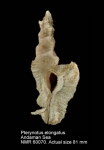 Pterynotus elongatus