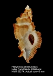 Pterynotus albobrunneus